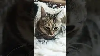 Маленькая кошечка ищет дом 🩷 