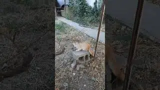 Котëнок персик