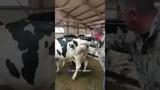 Оценка упитанности коров 