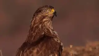 Трейлър Повелителите на небесната шир