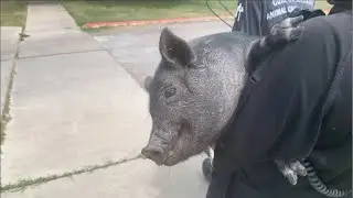Pig on the loose!