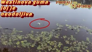 Nakon praćenja riba ostaje u obali