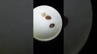 Клещ, в предсмертных конвульсиях.