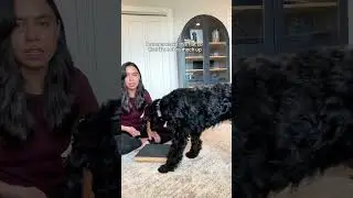 Stress free nail trim for my nervous dog!