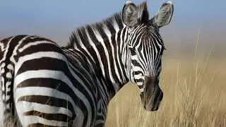 🦁 Fotos Bonitas de Animales Reales 🐦