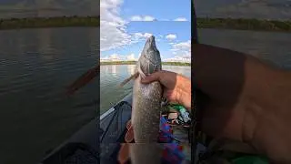 Щука на воблер Колектор от ТсуЁки 130мм #fishing