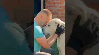 НЕВЕРОЯТНО КРАСИВЫЙ АЛАБАЙ «ЛАКИ»❤️❤️❤️❤️