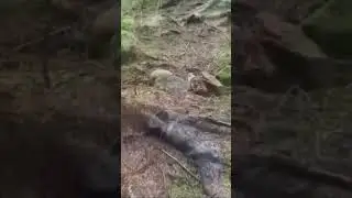 Forest Moving Like Waves #forest #waves #moving