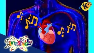 Circulatory System (Song) | Sineskwela