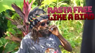 Living Free Like a Bird Jamaican Rasta Culture Ackee and Saltfish