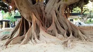 One of the largest Moreton Bay Figs (Ficus macrophylla) in the World found in Valencia, Spain