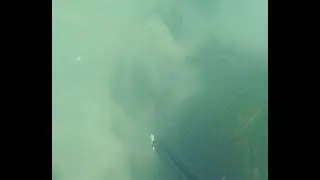 Spearfishing For California Halibut on the Central Coast