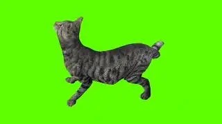 Green Screen Background Correcter In Cat #die  #animation #video  #youtube #greenscreen