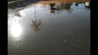 tahap pemijhan koi