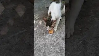 kucing lapar gorenganpun dimakan #cat #shortvideo #shorts