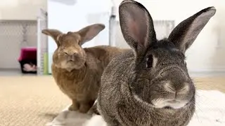 Watch What Happens When You Present Bunnies a Pot of Greens! 🐰😄🥬