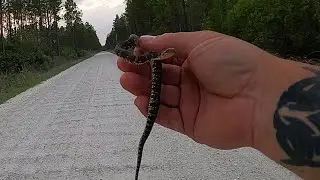 Central Florida Herping *** Road Cruising our county