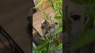 Вкусная трава#хвостатые #kitten #котэ