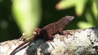 Lizards are key to arthritis research