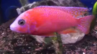 Aulonocara sp. "strawberry" o "fuego"