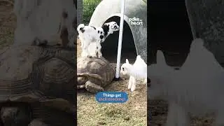 When baby goats meet a tortoise... #playdate