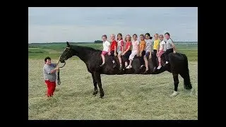 LANGSTE Pferd der Welt