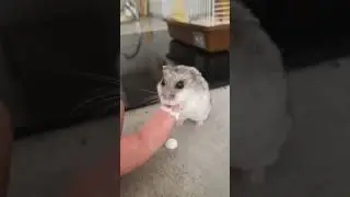 🔥релакс по-мелкому🫠