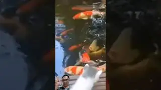 anak kucing nangkep ikan hampir kecebur #shorts