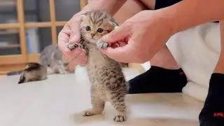 Here is a kitten's cute butt pretending dance.