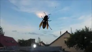 Шмэл  -  это балшой паласатый мух !