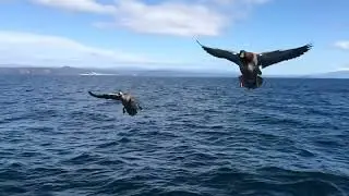 ДВЕ КРЯКВЫ
