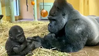 父ちゃん！僕だって遊びたい！⭐️ゴリラ gorilla【京都市動物園】