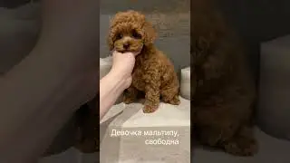 Продаётся девочка мальтипу #мальтипумосква #мальтипу #щенкимальтипу #maltipoo #купитьмальтипу