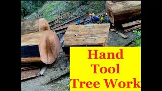 Cross Cut Saw Trail Work; Diaries from a greenhorn sawyer. Finding the Mother Tree