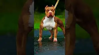 The photo fella dog -king 🐶🐶♥️#shortsviral #pitbull #shortfeed #ritikdogkennel #ritikbhai #shorts