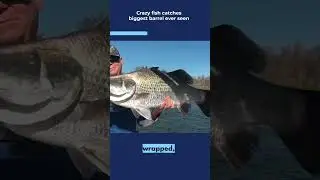 crazy fish bites back  