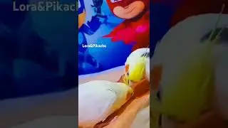#papağan #parrot #cockatiel #cutebaby #short