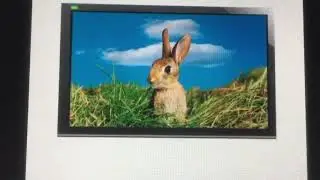 Baby Einstein animals around me rabbit