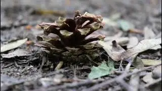 Видео о природе. #природа#instagram