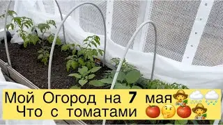 МОЙ ОГОРОД НА 7 мая👩‍🌾🌨️🌧️ЧТО С ТОМАТАМИ 🍅🤔👩‍🌾