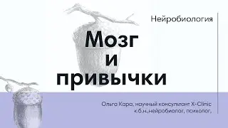 Мозг и привычки. Нейробиологические основы формирования привычки.