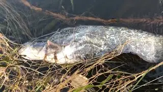 ПЛАВАЮЩАЯ СЕТКА СНОВА В ДЕЛЕ!