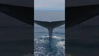 See Blue Whales, Killer Whales, Humpback Whales, and so much more like never before in my new film!