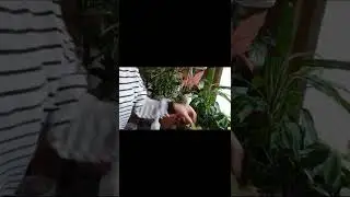 Шефлера парвариши ва кўпайтириш усуллари хақида маьлумотлар. 🥰🥰🥰