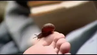 Woman's foot tickled by snail