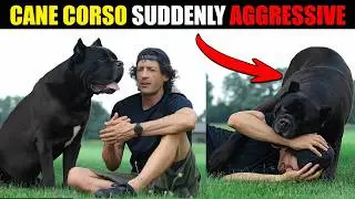 Cane Corso Suddenly Aggressive 