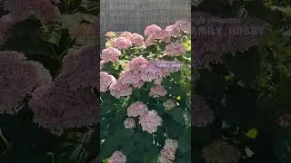 #Гортензия