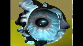 aua aua Auge
