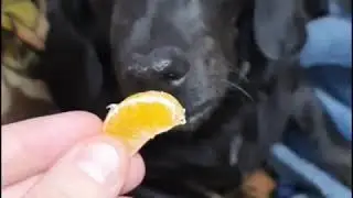 СОБАКА ЕСТ МАНДАРИНЫ