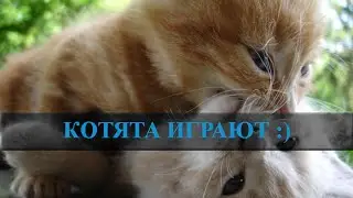 Домашние котята видео. Котята играют. Наши найдёныши :)